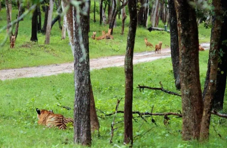 Chincholi Wildlife Sanctuary, Kalaburagi (Gulbarga), Karnataka - Vushii.com